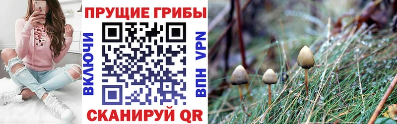 купить  цена  Ульяновск  blacksprut онион  Псилоцибиновые грибы MAGIC MUSHROOMS 